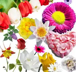 花卉花朵图片矢量图免费下载psd格式3543像素编号13876675千图网