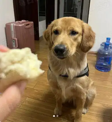 隔壁狗子上门吃白食,为了肉肉不停卖萌,还把饭碗带来了