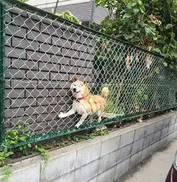 柴犬掉毛厉害要补充什么