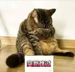 宠物经济越来越热,流浪猫狗越来越多,我们到底能做些什么