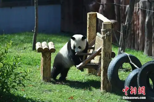 长春熊猫姐妹卖萌
