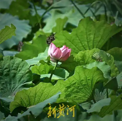 白露节气荷花尚开荷叶微黄显秋意