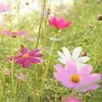 春天野花野草微信头像微信头像图片大全