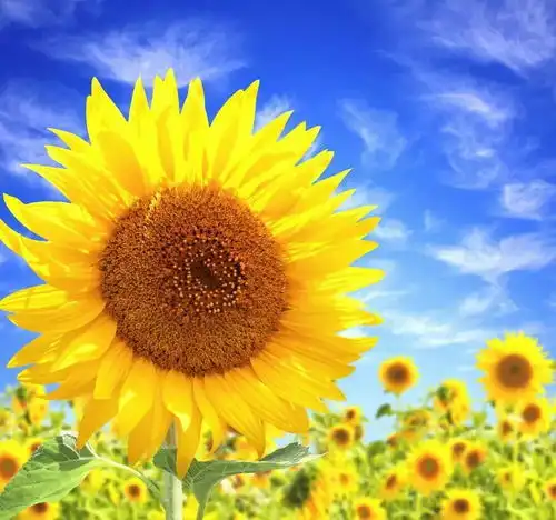 连涨失败,fil要跌落神坛