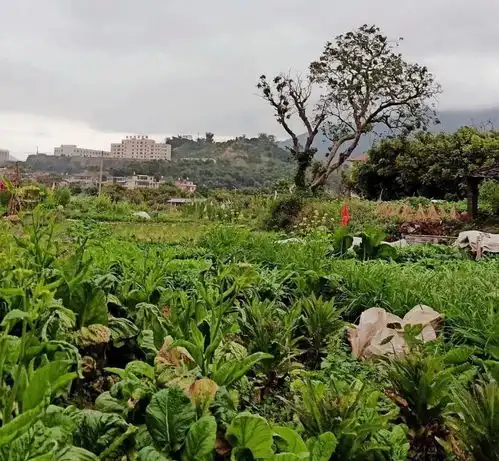 乡情与美味的聚会,国庆去永春品一场美食盛宴