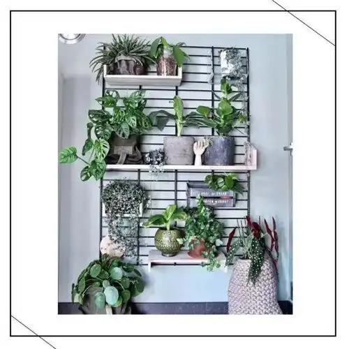 11种家居植物打造秘密花园