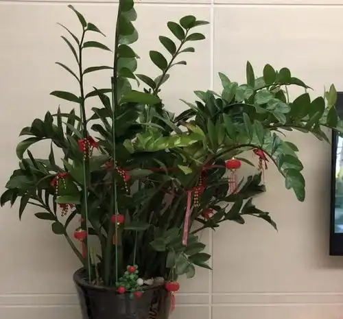 这4种植物,寓意招财进宝,家里养上几盆,福气满满好运来君子兰