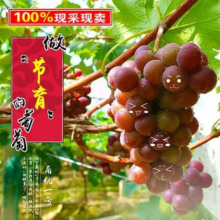 抚州特产崇仁郭圩乡陂下村特产葡萄水果提子红提批发新鲜现摘现发5斤包邮
