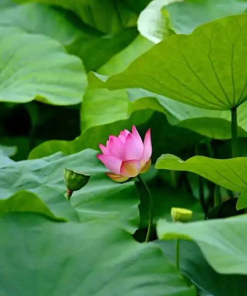 黔西南开启夏日赏荷模式出水芙蓉等你来
