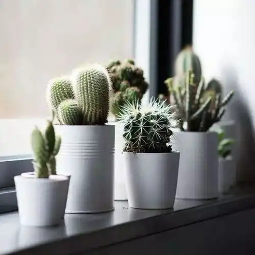 新年新家新装扮一点绿植就能给家不一样的感觉