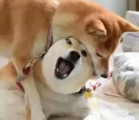 柴犬聪明吗如何挑选柴犬北京日本柴犬金子犬舍