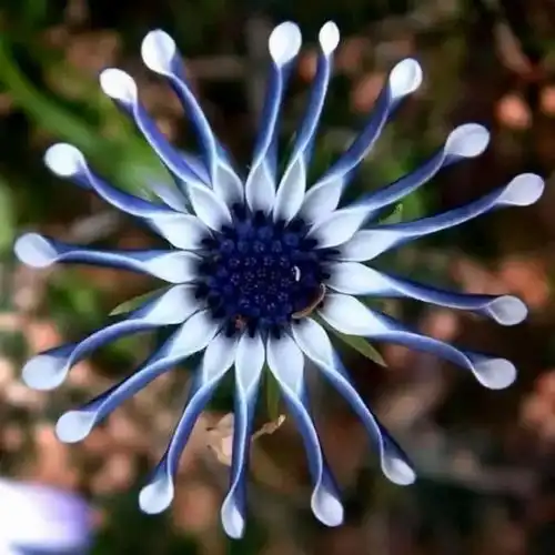 稀世奇花自然美