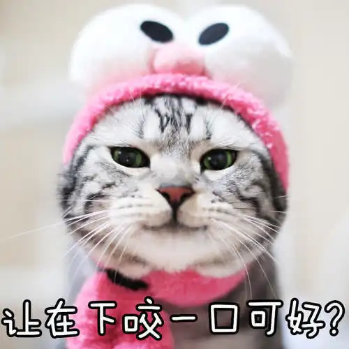 猫咪繁殖冷知识棉花棒可以让猫咪停止发情