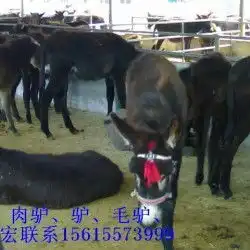 天鸿牧业提供肉驴驴驹天鸿牧业提供肉驴驴驹价格天鸿牧业提供肉驴驴驹厂家