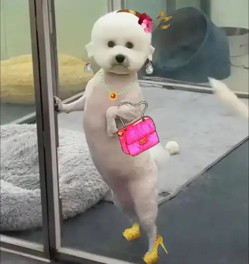 小哥送狗子去宠物店剪毛,让女朋友去接,结果哈哈哈哈