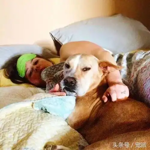自从养了狗狗,老婆就开始吃醋了哈哈哈