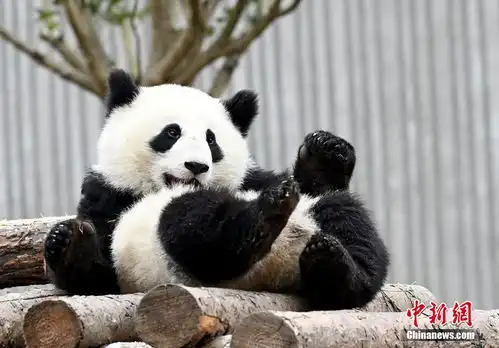 大熊猫冬日卖萌憨态可掬4