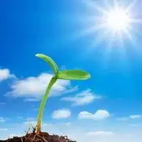 植物头像唯美图片微信头像图片大全