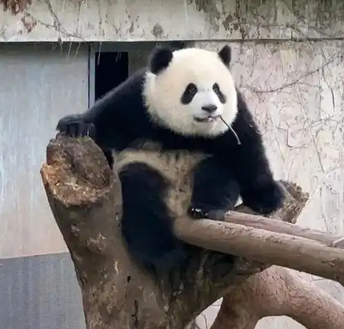 网红大熊猫扑倒保育员动物园回应