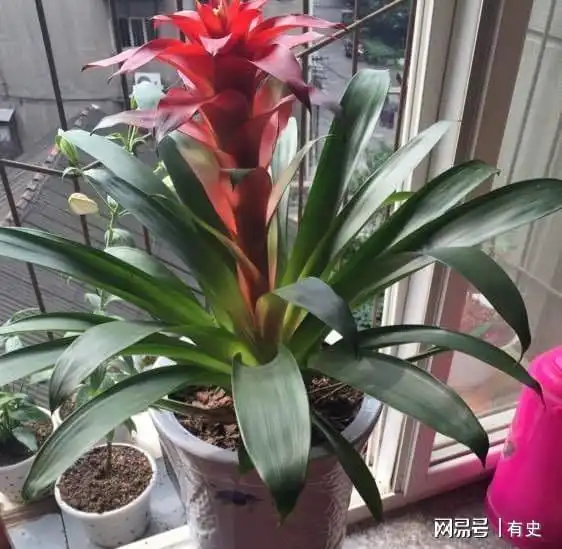 这4种植物,寓意不同,能招财,能吸财,放在客厅非常合适