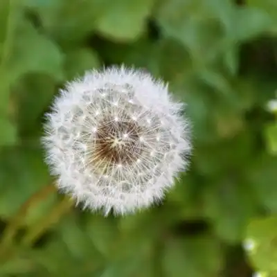 蒲公英微信头像阳光下蒲公英唯美头像图片