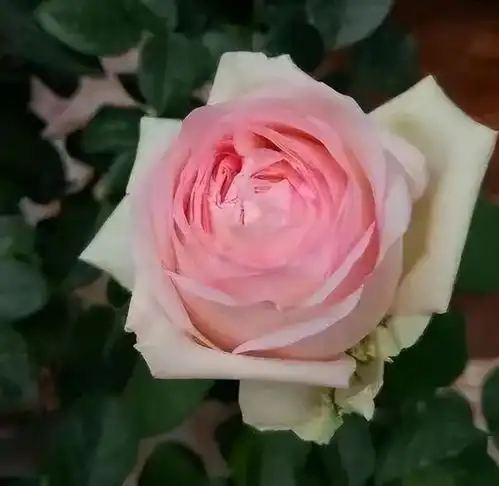 粉色浪漫清新淡雅花量多并有强香跟粉龙一样漂亮蒙娜丽莎