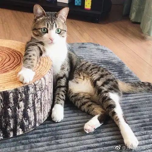 你们的狗子猫咪,特别爱你的时候是什么样子的