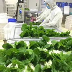 led植物工厂蔬菜荣登金砖国宴