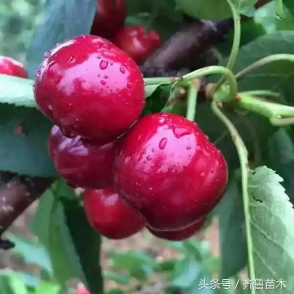 樱桃树的管理技术