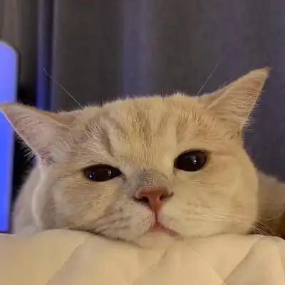 猫咪的14个冷知识,你知道几个