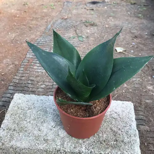 金边虎皮兰盆栽室内吸甲醛净化空气植物荷花兰虎尾兰办公绿植