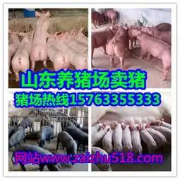 猪仔价格厂家图片