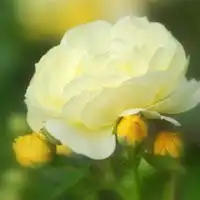 测试一个超长简介的文章
