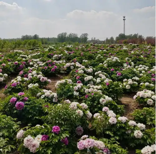 免费领门票2024菏泽牡丹芍药文化旅游节4月16日盛大开幕
