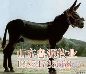 出售母牛波尔山羊肉驴等
