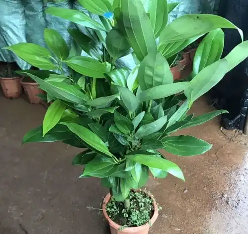 此花寓意着平安,散发出净化空气的香味,代表着阖家幸福万事如意