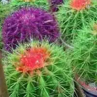 微信头像花植物微信头像图片大全