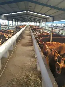 种驴驹市场价格小驴崽多少钱哪里批发毛驴