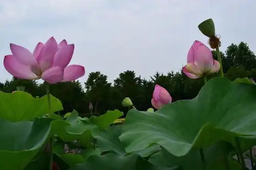 洛阳隋唐植物园荷花盛开,盛夏七月不一样的风景