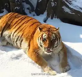 东北虎过年变胖网友这就是年后的你