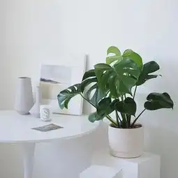 不同装修风格的绿色植物配搭,你造吗