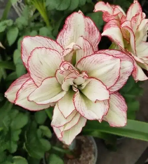 这3种顽强的花,今年种一棵明年变十棵,漂亮又好养