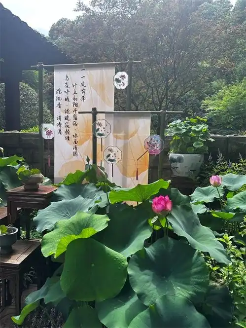 杭州西湖荷花争艳开放将好运莲莲送给每位考生