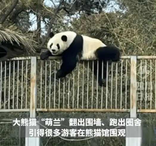 旅美大熊猫丫丫回家,为何如此牵动人心
