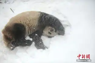 扬州大熊猫在雪地里卖萌