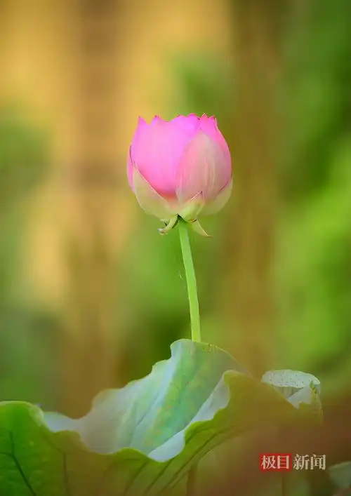 端午佳节荷花盛开,市民游客纷至沓来赏美景