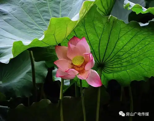 长沟八月荷花盛开