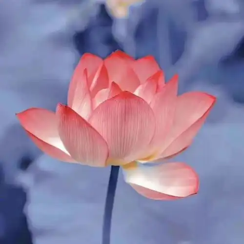 清新脱俗的头像