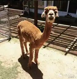 萌宠自从养了羊驼,这个澳洲小哥三年来的生活可以说很有意思了...特别的朋友...