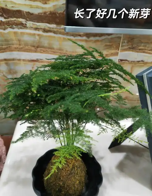 江西一住户,因文竹客厅走红,用9年养成参天大树,好壮观
